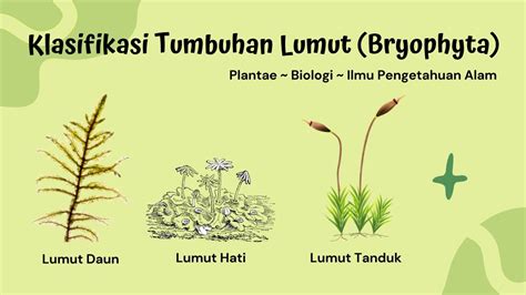 Klasifikasi Tumbuhan Lumut Bryophyta Beserta Keterangannya, Materi ...