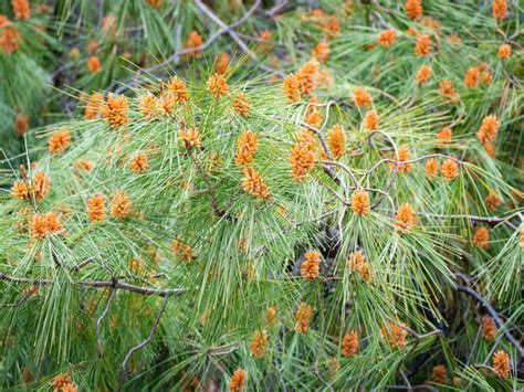 Aleppo Pine Tree Care - Learn About Aleppo Pines In The Landscape