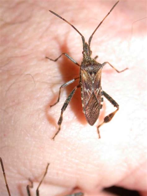 Western Conifer Seed Bug - Insect ID