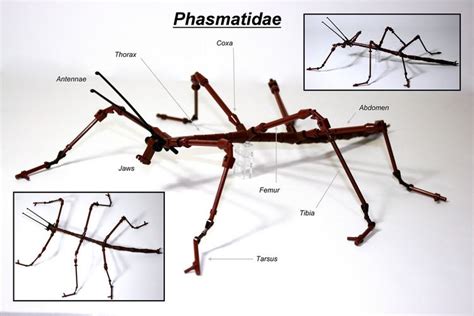 Phasmatidae - Alchetron, The Free Social Encyclopedia