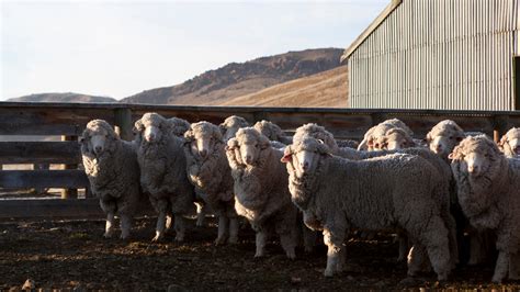 Why Clone Sheep — Don’t They All Look Alike Anyway? - The New York Times