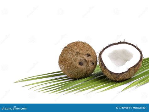 Coconut with palm leaves stock photo. Image of fresh - 77409804