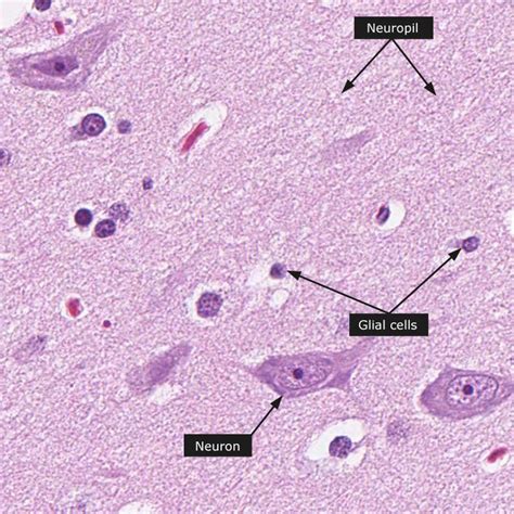 Dictionary - Normal: Cerebral cortex | Cerebral cortex, Medical ...