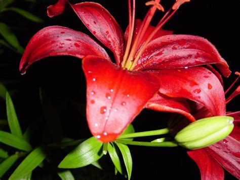 flowers: Great ideas On Growing Lilies In The Garden