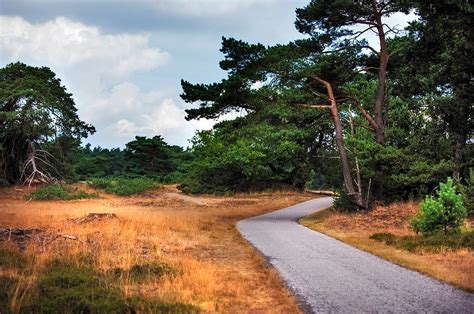 Hoge Veluwe National Park. Netherlands Photograph by Jenny Rainbow