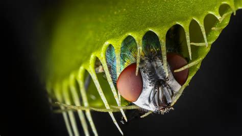 Cette plante carnivore produit un champ magnétique lorsqu’elle capture ses proies