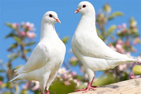 Foto : 8 Fakta Menarik Burung Merpati, Veteran Perang dan Bisa Deteksi Kanker