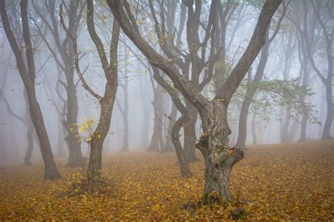 Hoia-Baciu Forest – Cluj-Napoca, Romania - Atlas Obscura