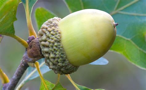 White Oak Acorn | Oak acorn, A is for acorn, Healthcare art