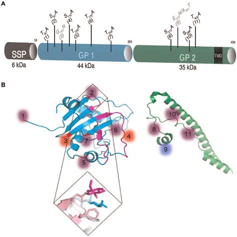 LCM virus glycoprotein overview. (A) Schematic view of the glycoprotein... | Download Scientific ...