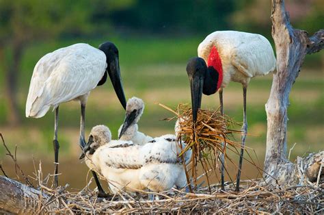 How to Photograph Nesting Birds - Nature TTL