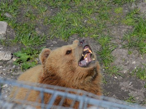 Free Images : wildlife, zoo, fur, mammal, fauna, brown bear, yawn ...