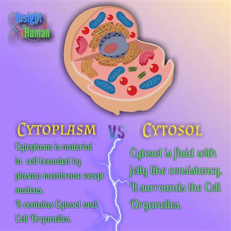 [DIAGRAM] Diagram Of Cytosol - MYDIAGRAM.ONLINE