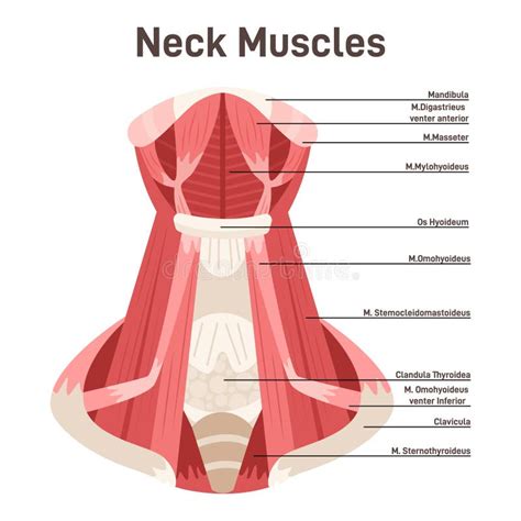 Neck Muscles Front View. Didactic Scheme of Anatomy of Human Muscular ...