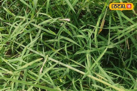 Durba Grass Benefits: লিভারের রোগ থেকে কোষ্ঠকাঠিন্য! পেটের সব অসুখ দূর ...