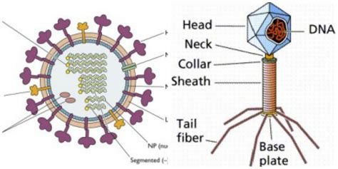 virus general structure - Yahoo Image Search Results | Virus, Graphing, Infographic