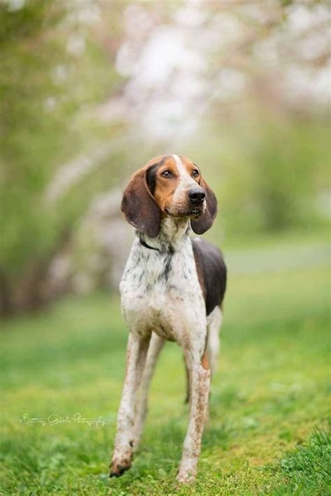 Treeing Walker Coonhound Puppies For Sale | Sweetwater, TN #129437