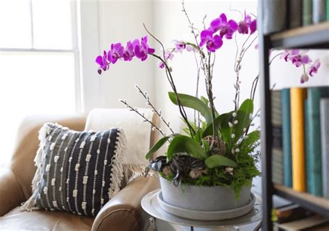 Orchid plants: How to grow and care for indoor Orchids?