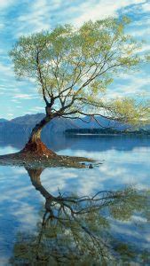 A partially underwater submerged tree in Lake Wanaka, New Zealand ...