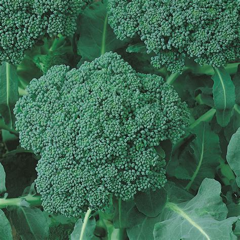 Heirloom Calabrese Green Sprouting Broccoli Seeds