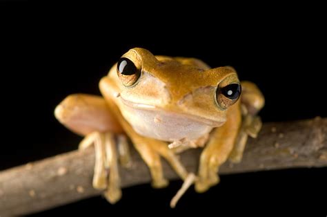 Amphibian Pictures & Facts