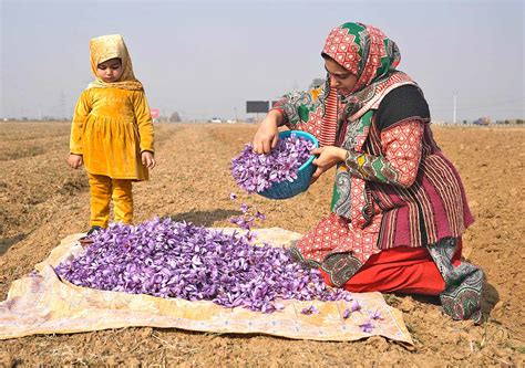 When Kashmir Fields Turned Saffron - Rediff.com India News