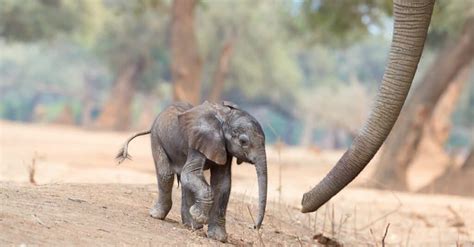 Watch as an Elephant Toying With a Tiny Baby Goes Too Far and Gets Reprimanded by Its Mother - A ...