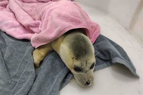 Oil workers rescued a seal pup – Kaspika