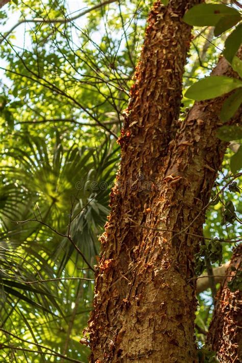 gumbo limbo tree medicinal uses - Cythia Burden