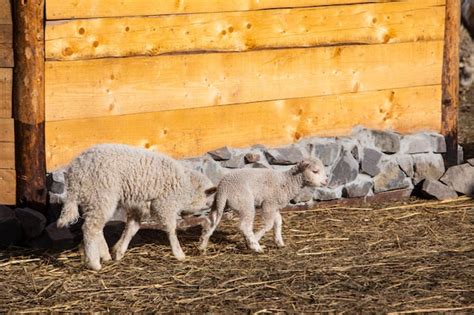 Premium Photo | Sheep at farm eating hay