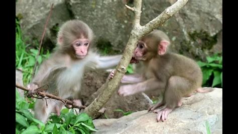 Baby monkey playing with natural playground equipment - YouTube