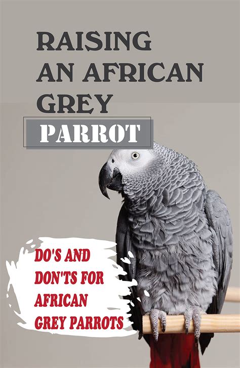 Raising An African Grey Parrot: Do's And Don'ts For African Grey Parrots: African Grey Parrot ...