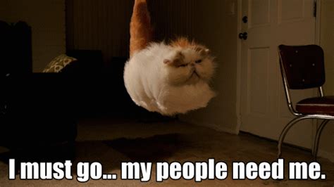 funnypicssite | Cute cat memes, Hover cat, Funny cat memes