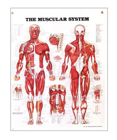 Printable Muscle Anatomy Chart Pdf - The Muscular System | Anatomy ...