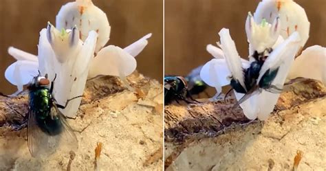 Whoa!: Close-Up Footage Of Orchid Mantis Feeding - borninspace