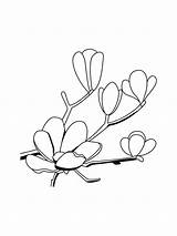 Magnolia Coloring Pages sketch template