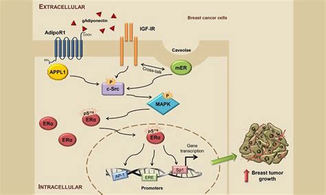 ERα's role in DES-induced breast cancer cell proliferation