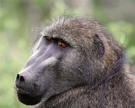 Baboon Info - Photo 2