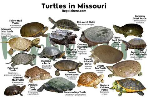 Box turtles in Missouri: Habitat, Diet, and Reproduction – Nature Blog ...