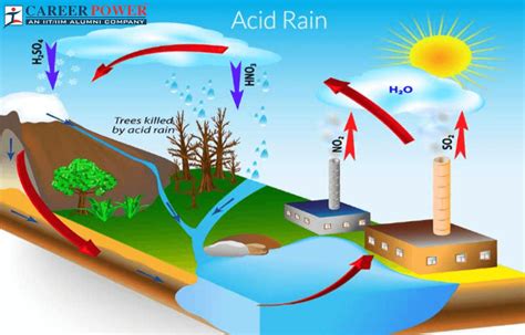 Acid Rain: Definition, Effects, and Examples