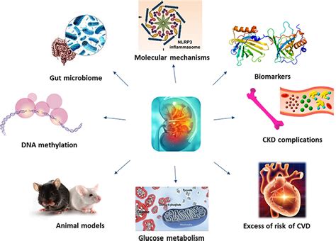 Frontiers | Editorial: Molecular Mechanisms in Chronic Kidney Disease