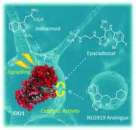 Advances in indoleamine 2,3-dioxygenase 1 medicinal chemistry ...