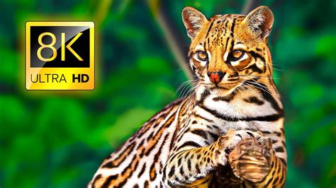 Special Collection of Wild Animals in 8K ULTRA HD / 8K TV - YouTube