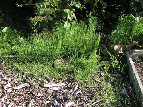 Control Horse or Mare's Tail - Equisetum Arvense