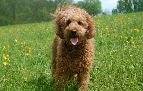 Parti Color Goldendoodles | Goldendoodle and Labradoodle Fur Types and ...