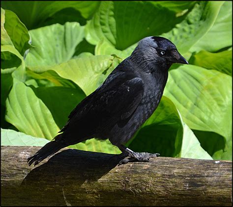 Jackdaw by FrankAndCarySTOCK on deviantART