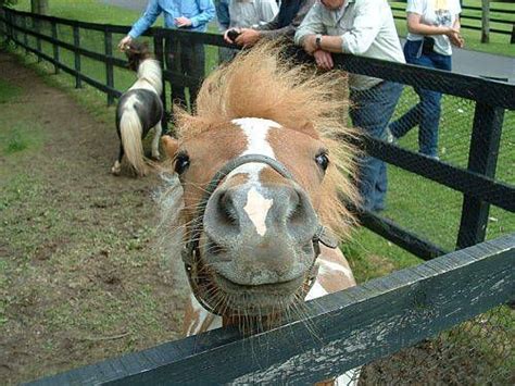 Irish National Stud in Kildare | Beautiful horses, Animals and pets, Kildare