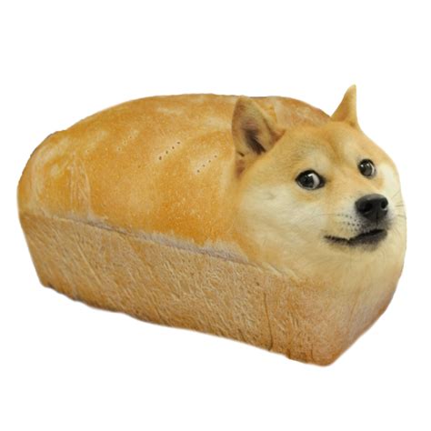 Doge meme, Doge dog, Shiba inu doge