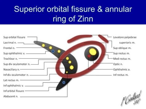 Abducent nerve | PPT