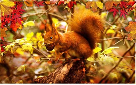 Autumn Squirrel Wallpapers - Wallpaper Cave